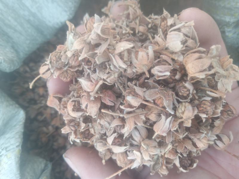 覆盆子小托盘山东临沂产地直销颜色好干度高