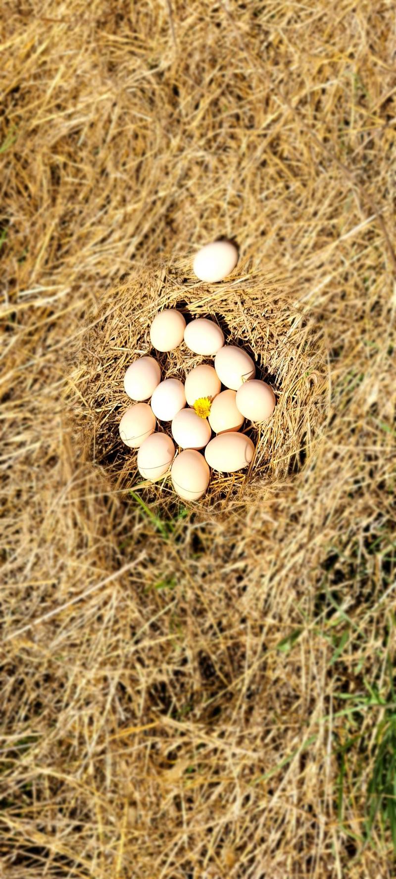 芦花山鸡蛋，溜达鸡鸡蛋