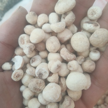 半夏山东临沂产地直销干净无杂质欢迎新老客户前来洽谈合作