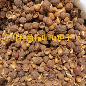 小桃红也叫榆叶梅种子，一手货源