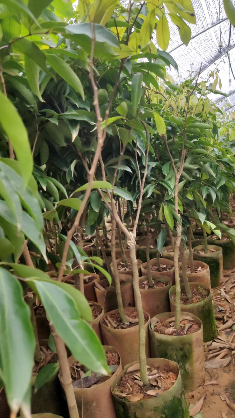 妃子笑无核桂味驳枝苗直生苗征地苗.等嫁接品种荔枝苗