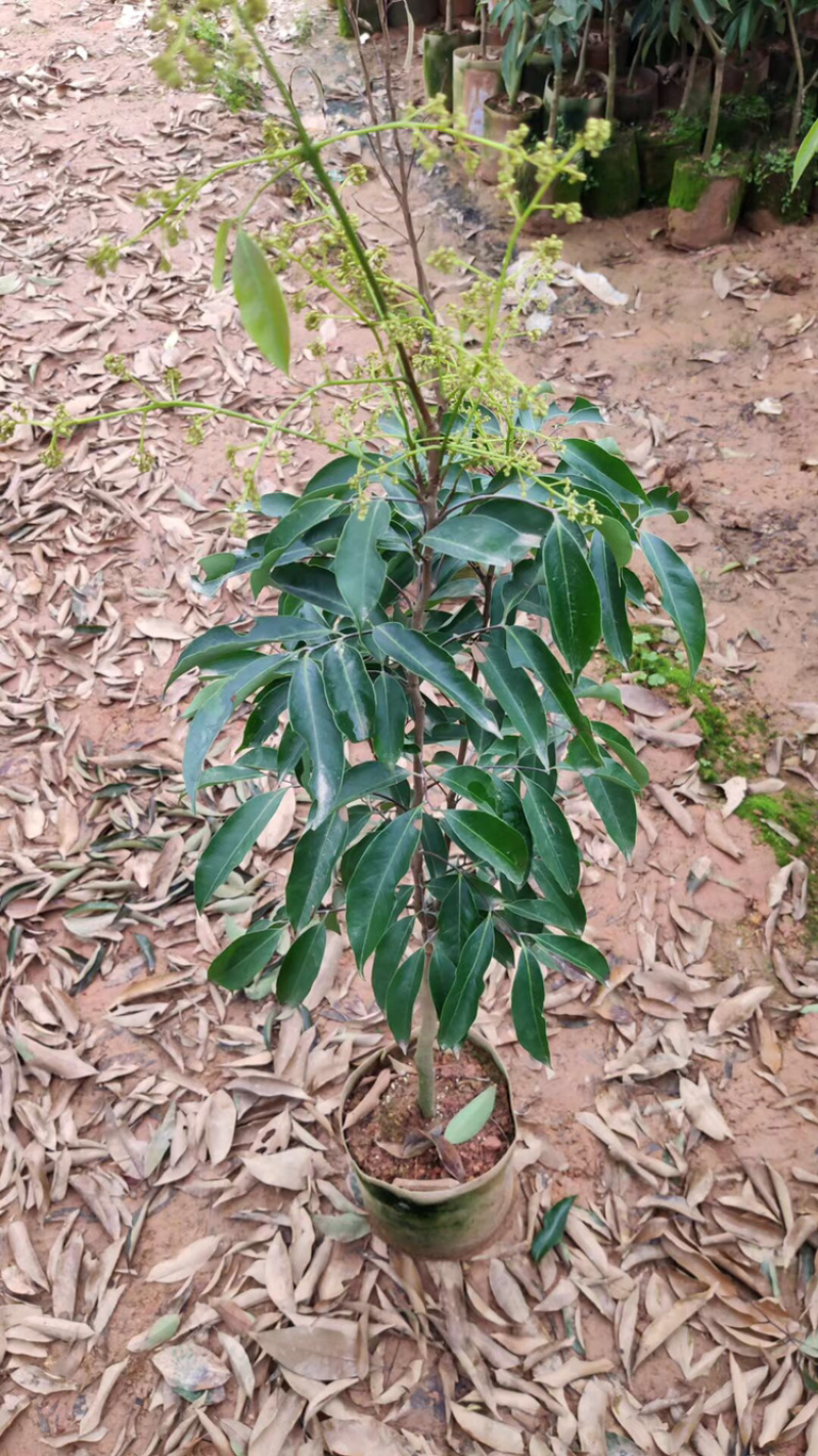 妃子笑无核桂味驳枝苗直生苗征地苗.等嫁接品种荔枝苗
