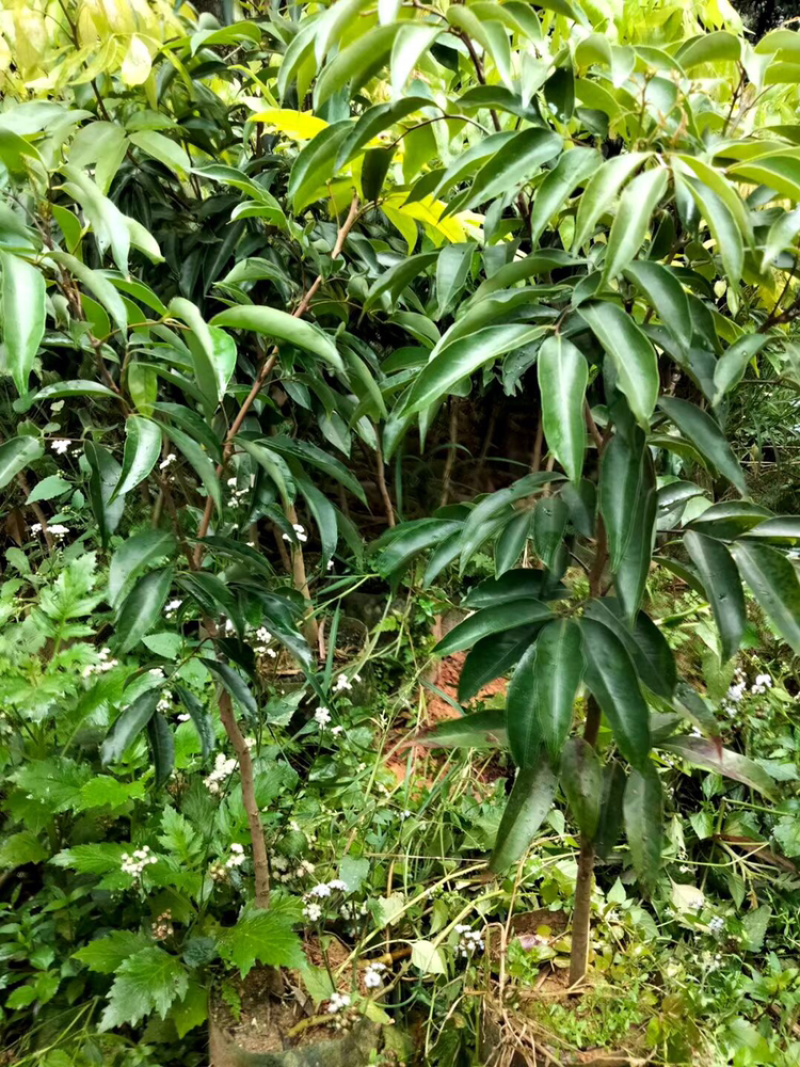 妃子笑无核桂味驳枝苗直生苗征地苗.等嫁接品种荔枝苗