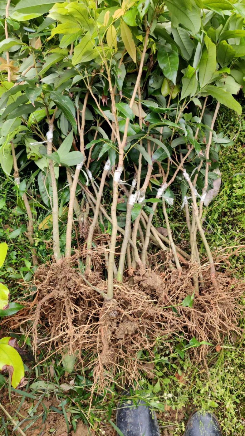 妃子笑无核桂味驳枝苗直生苗征地苗.等嫁接品种荔枝苗