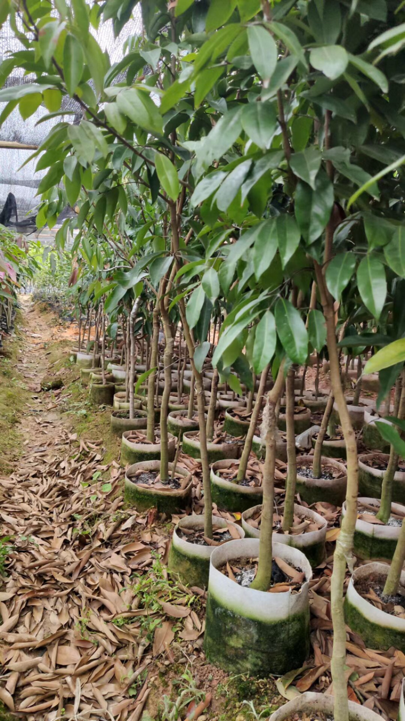 妃子笑无核桂味驳枝苗直生苗征地苗.等嫁接品种荔枝苗