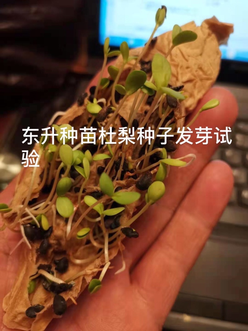 杜梨种子，嫁接各种梨苗沾木，芽率看图片，大量批发，