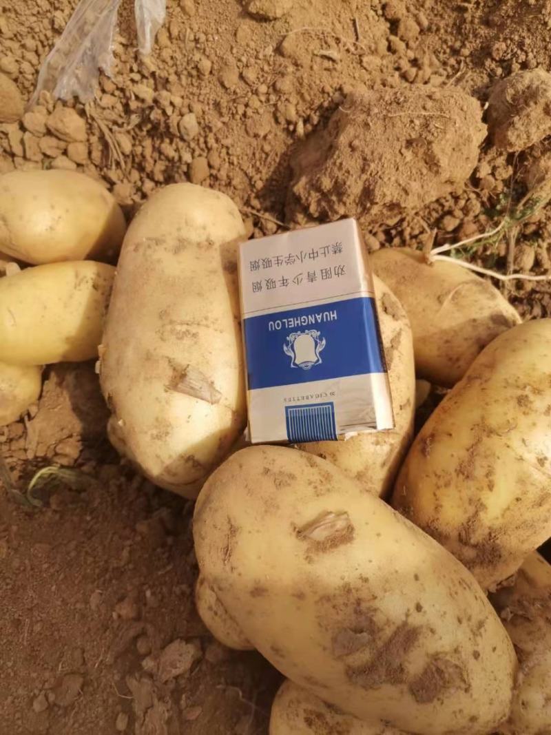 湖北襄阳市中薯5号，保质保量，供应，全国发货。
