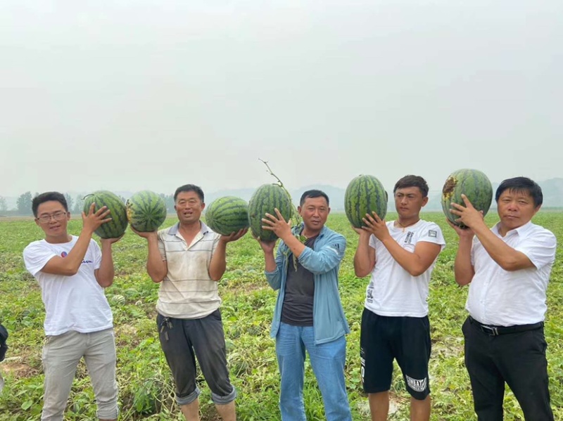 甜王西瓜种子菲律宾甜王公子，甜度高，产量好好吃