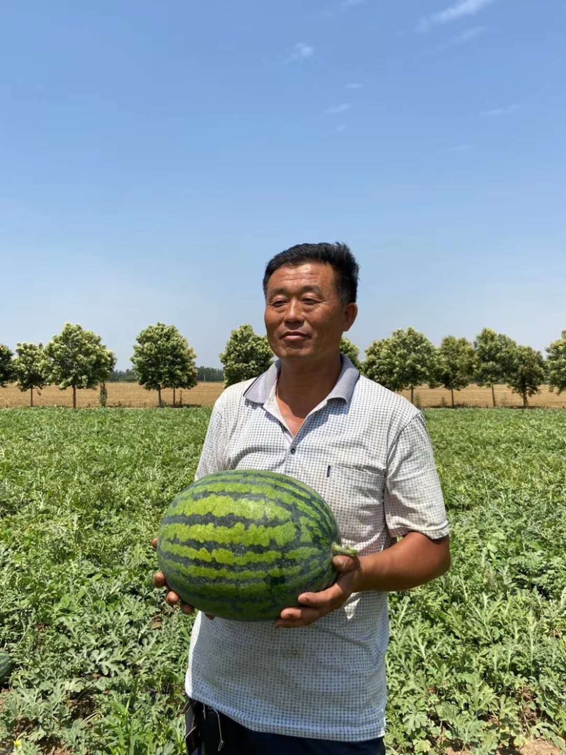 甜王西瓜种子菲律宾甜王公子，甜度高，产量好好吃