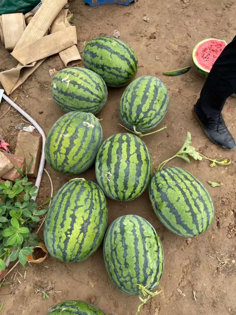 甜王西瓜种子菲律宾甜王公子，甜度高，产量好好吃