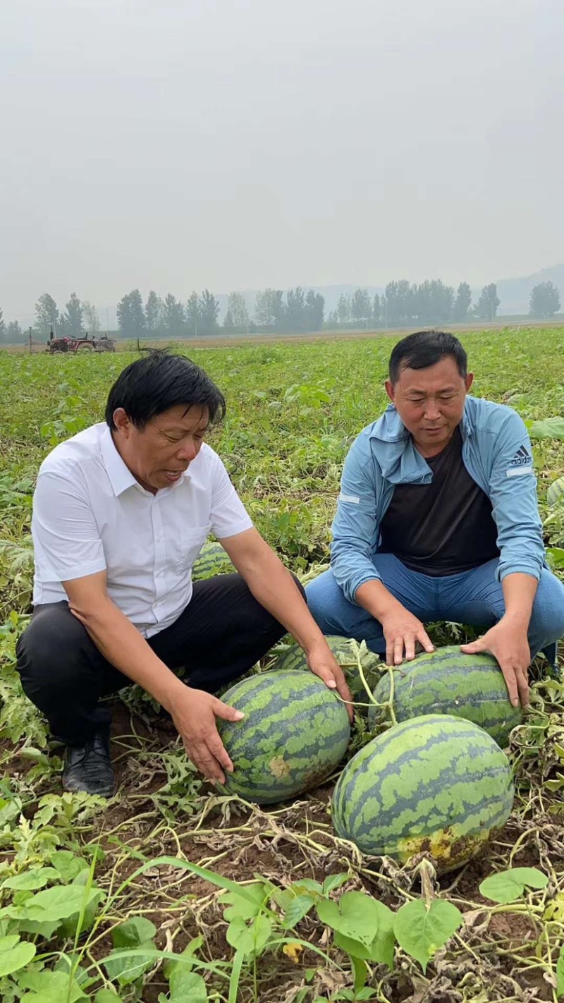 甜王西瓜种子菲律宾甜王公子，甜度高，产量好好吃