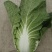 大白菜，春白菜，黄心包心白菜