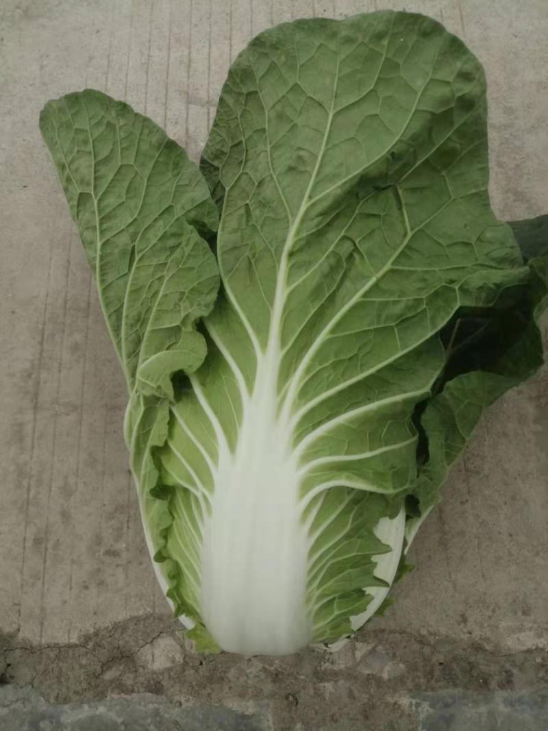 大白菜，春白菜，黄心包心白菜