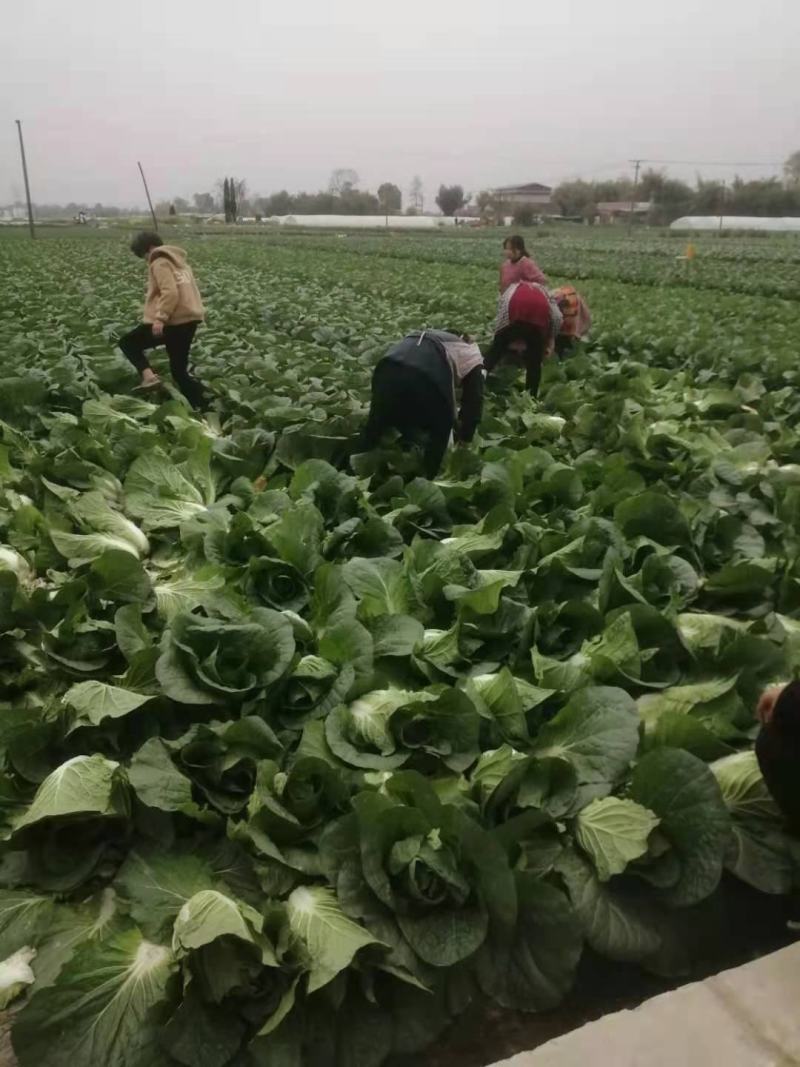 大白菜，春白菜，黄心包心白菜