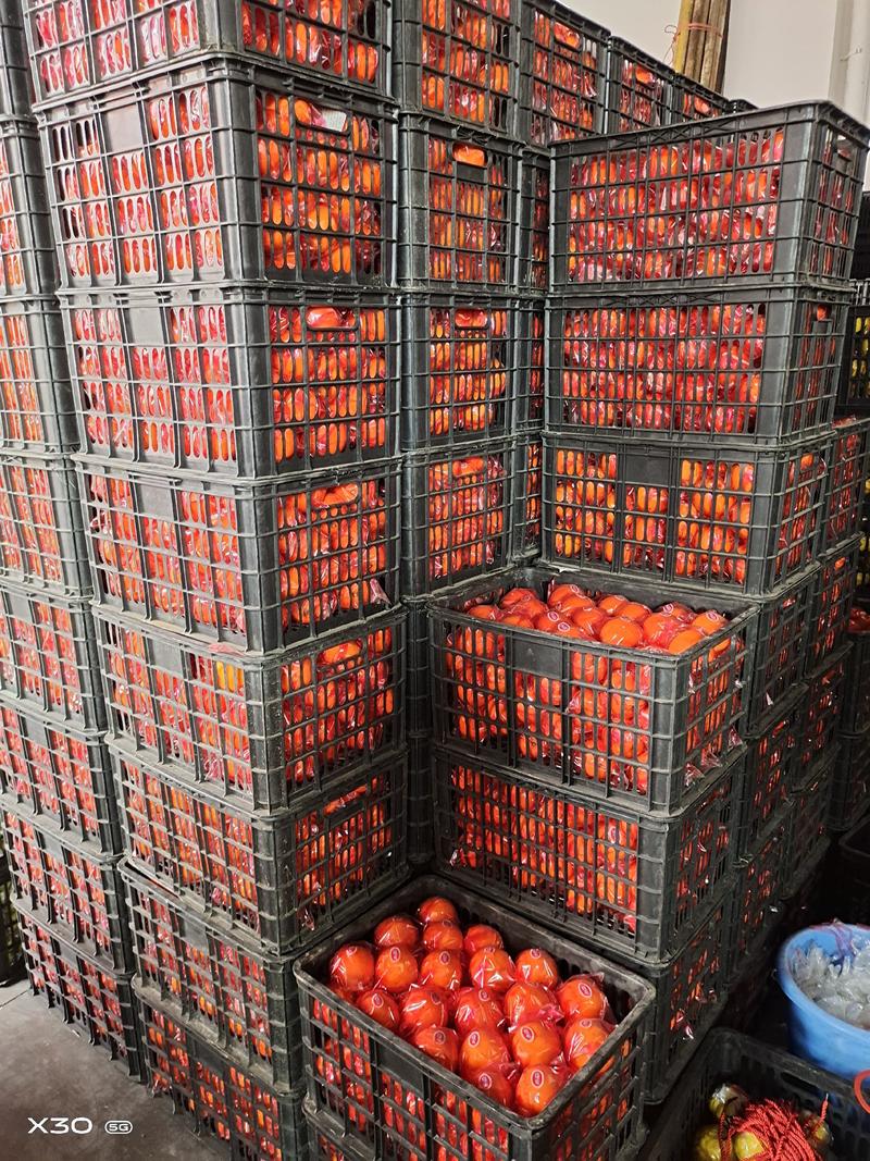 精品塔罗科血橙机器分级65以上精包装