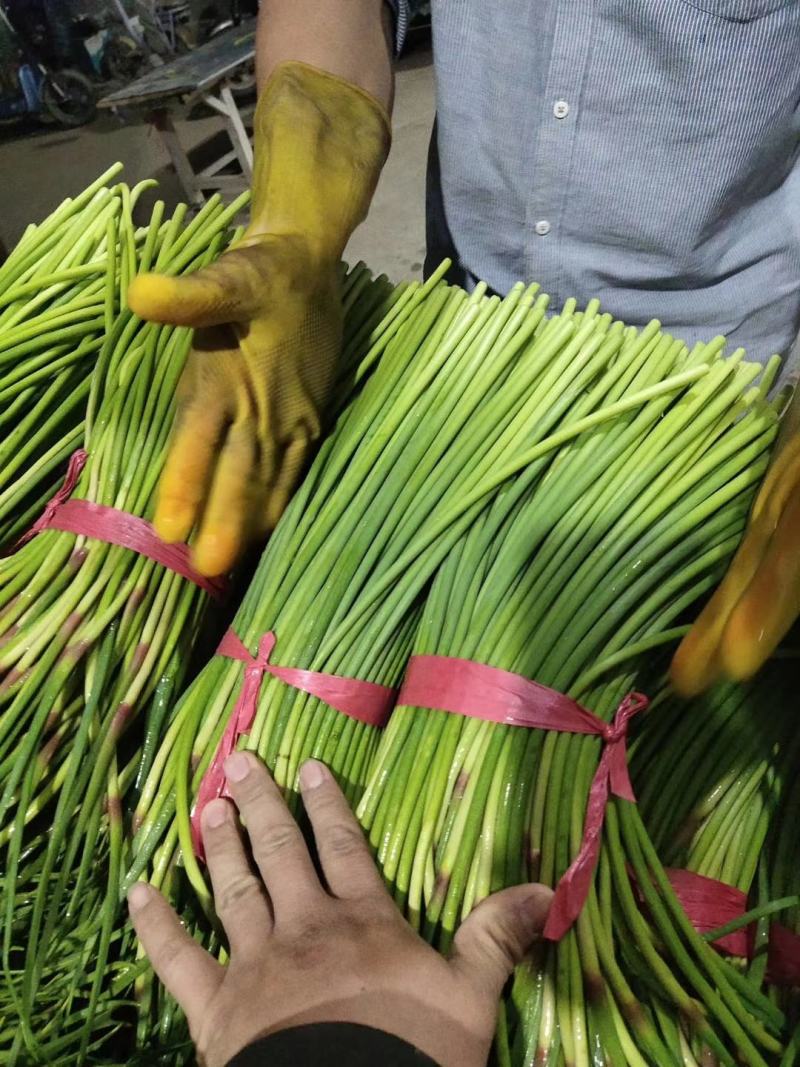 红帽蒜苔到五月一号大量入库现在订库中欢迎老板来订货