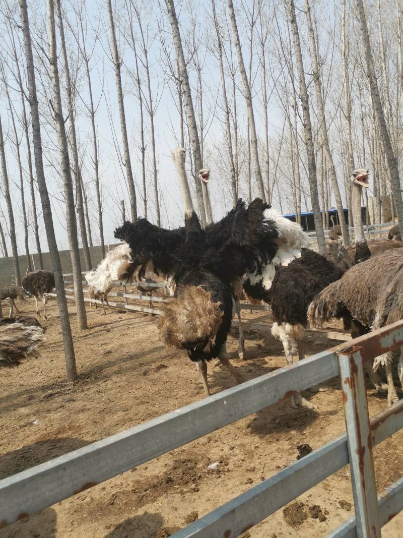 大型养殖基地非洲鸵鸟苗大量现货，包技术，包回收。饲养简单