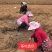 红葱头云南四川香葱火葱产地直销支持一件代发