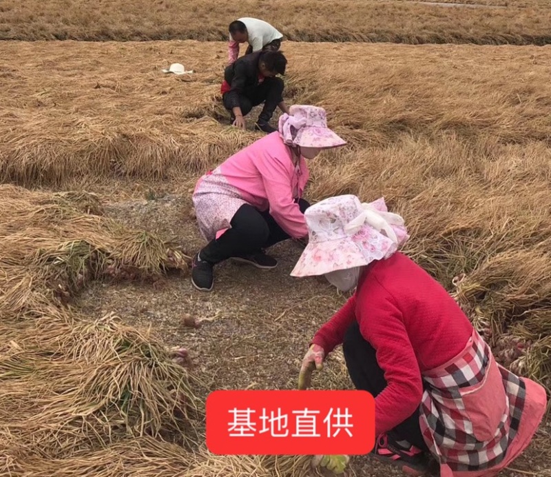 红葱头云南四川香葱火葱产地直销支持一件代发