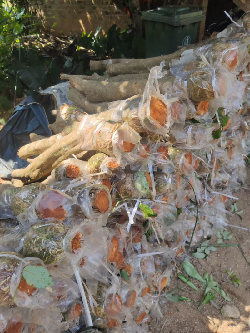妃子笑无核桂味驳枝苗直生苗征地苗.等嫁接品种荔枝苗
