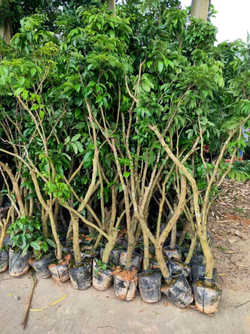 妃子笑无核桂味驳枝苗直生苗征地苗.等嫁接品种荔枝苗