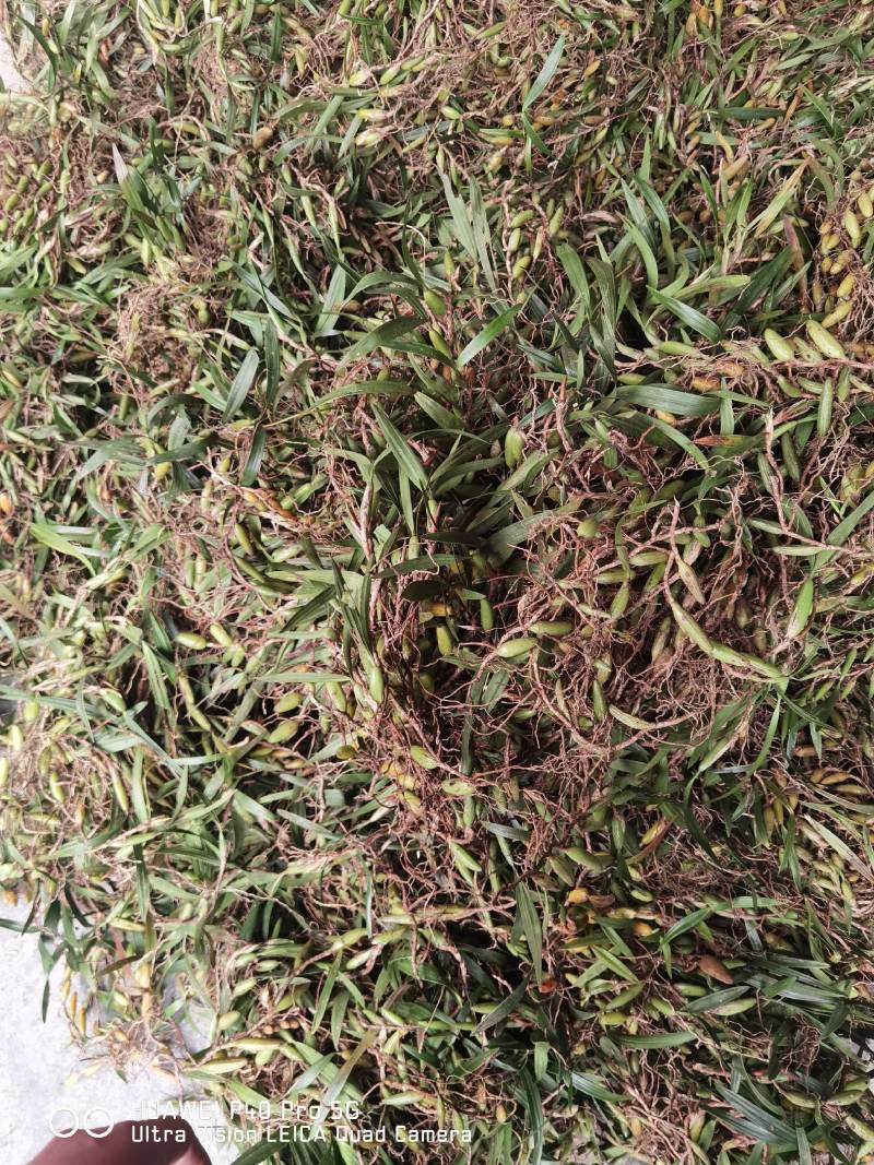 广西野生石橄榄双叶石橄榄双叶大果量大有优惠长期
