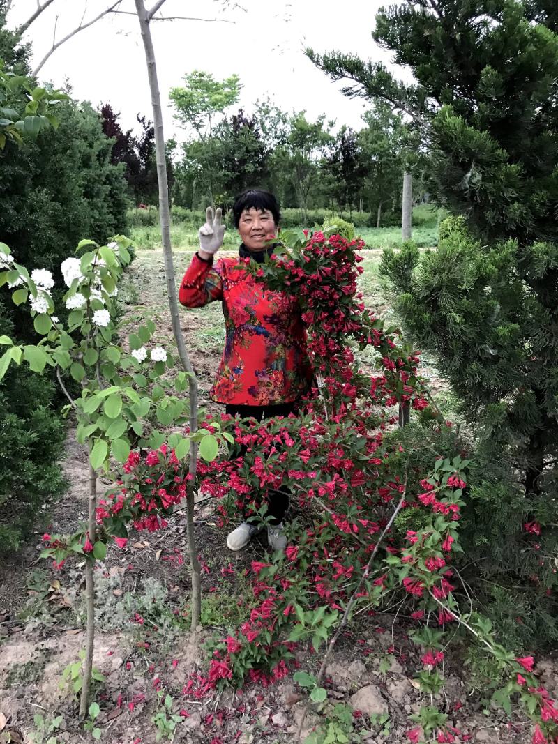 精选红王子锦带苗上车价格，红王子锦带一手货源