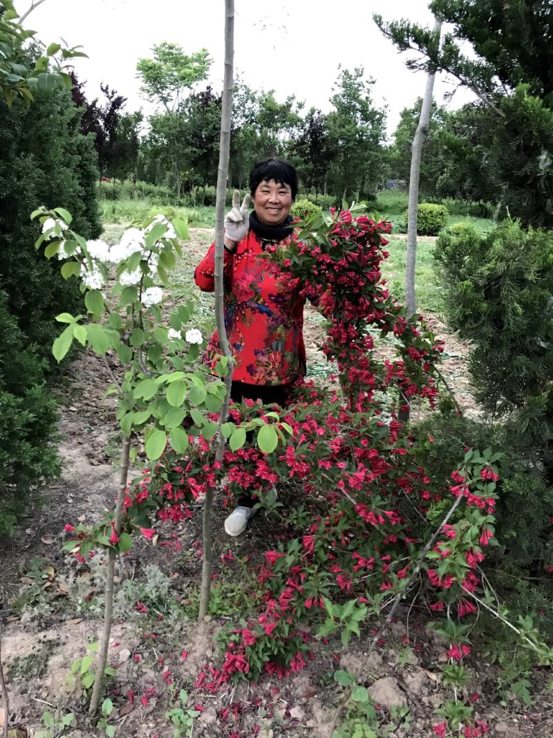 精选红王子锦带苗上车价格，红王子锦带一手货源