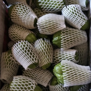 佛手瓜，广东徐闻精选佛手瓜货源足，电商市场商超欢迎选购！
