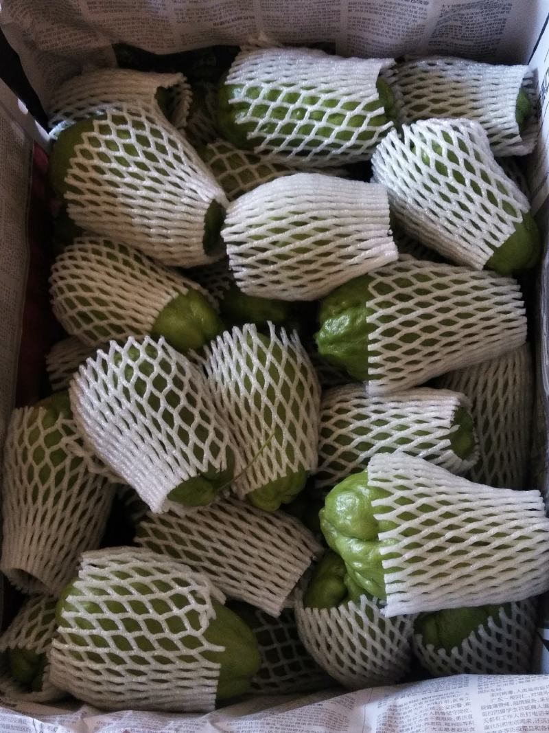 佛手瓜，广东徐闻精选佛手瓜货源足，电商市场商超欢迎选购！
