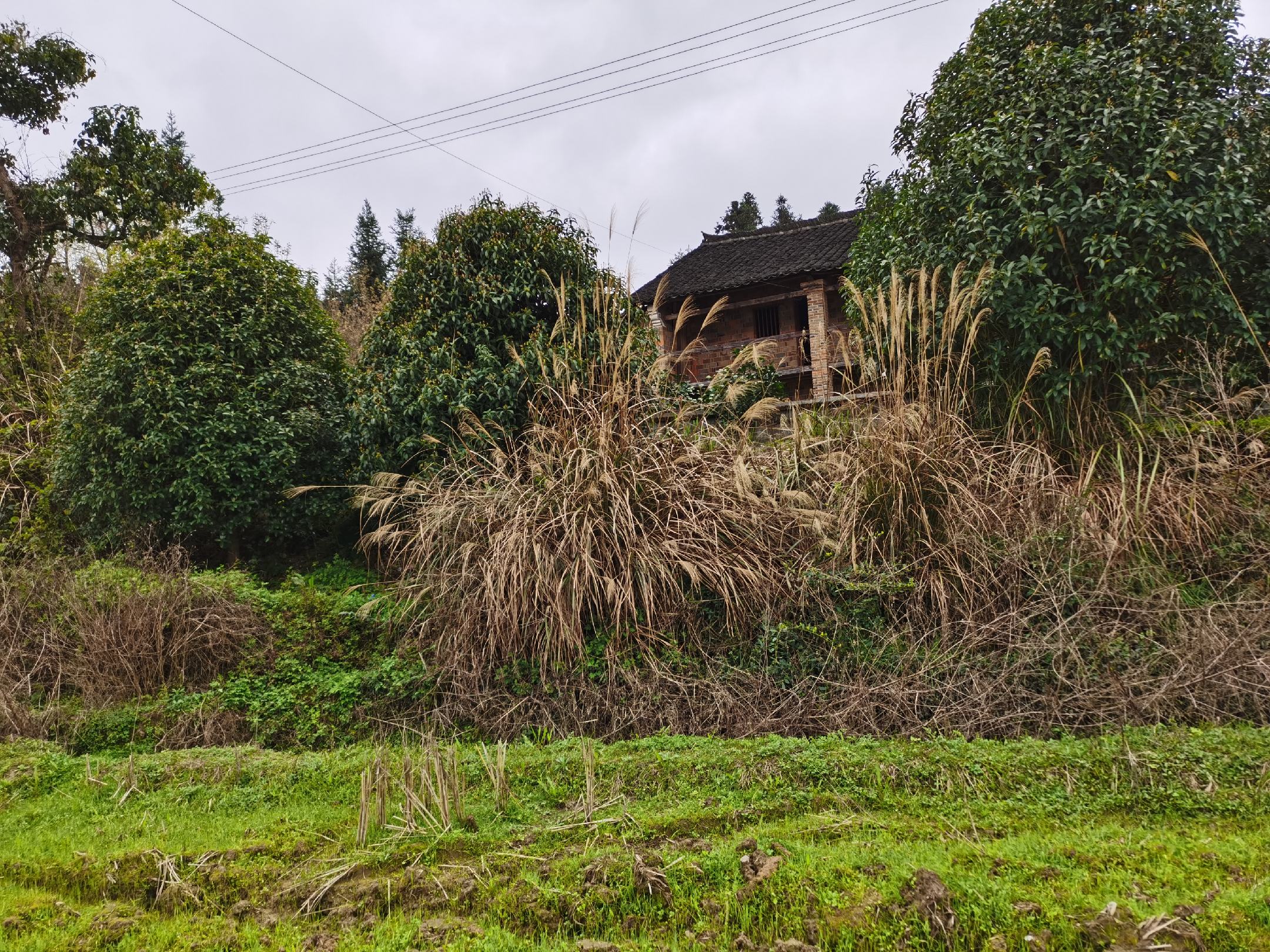 江南小巷中的桂花树