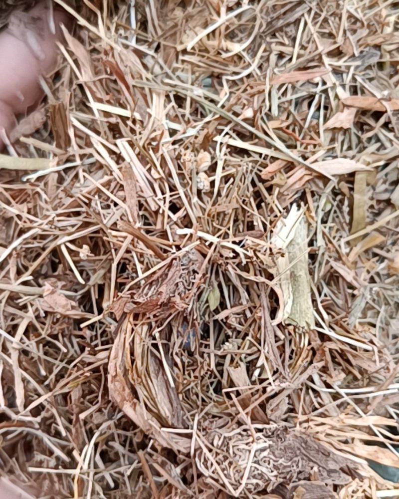 谷精草一公斤包邮量大从优全株干货