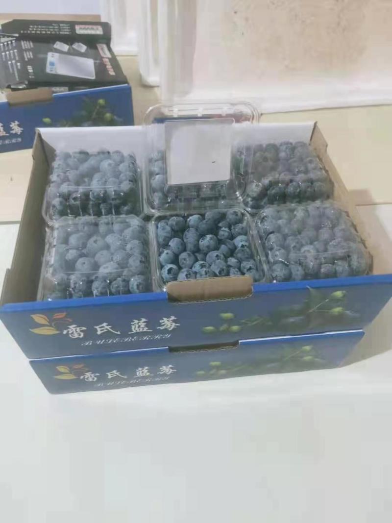蓝莓大量供应全国空运当天配送到货