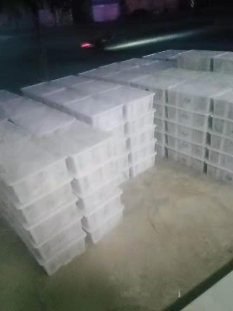 蓝莓大量供应全国空运当天配送到货