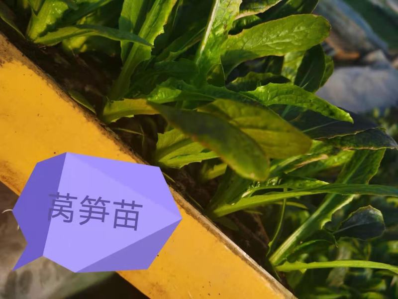 紫叶莴笋苗，根系发达，厂家直销，杜绝中间商赚差价量大从优