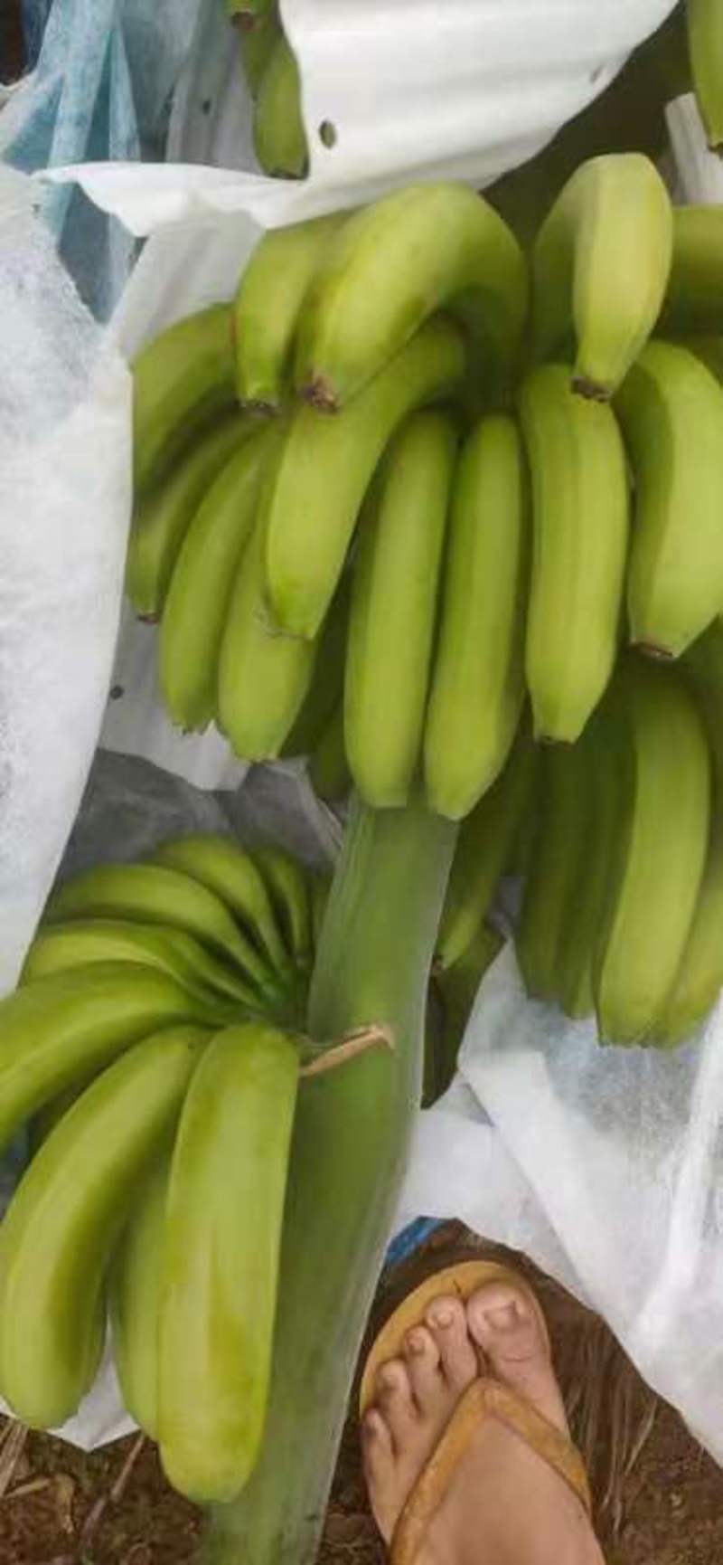 香蕉1.05一代抹花套袋