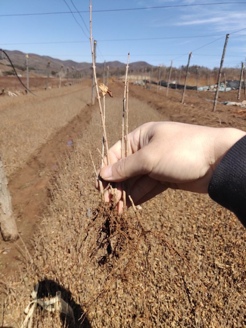 金叶水腊紫叶水腊扦插苗水蜡杯苗工程用夹植水腊