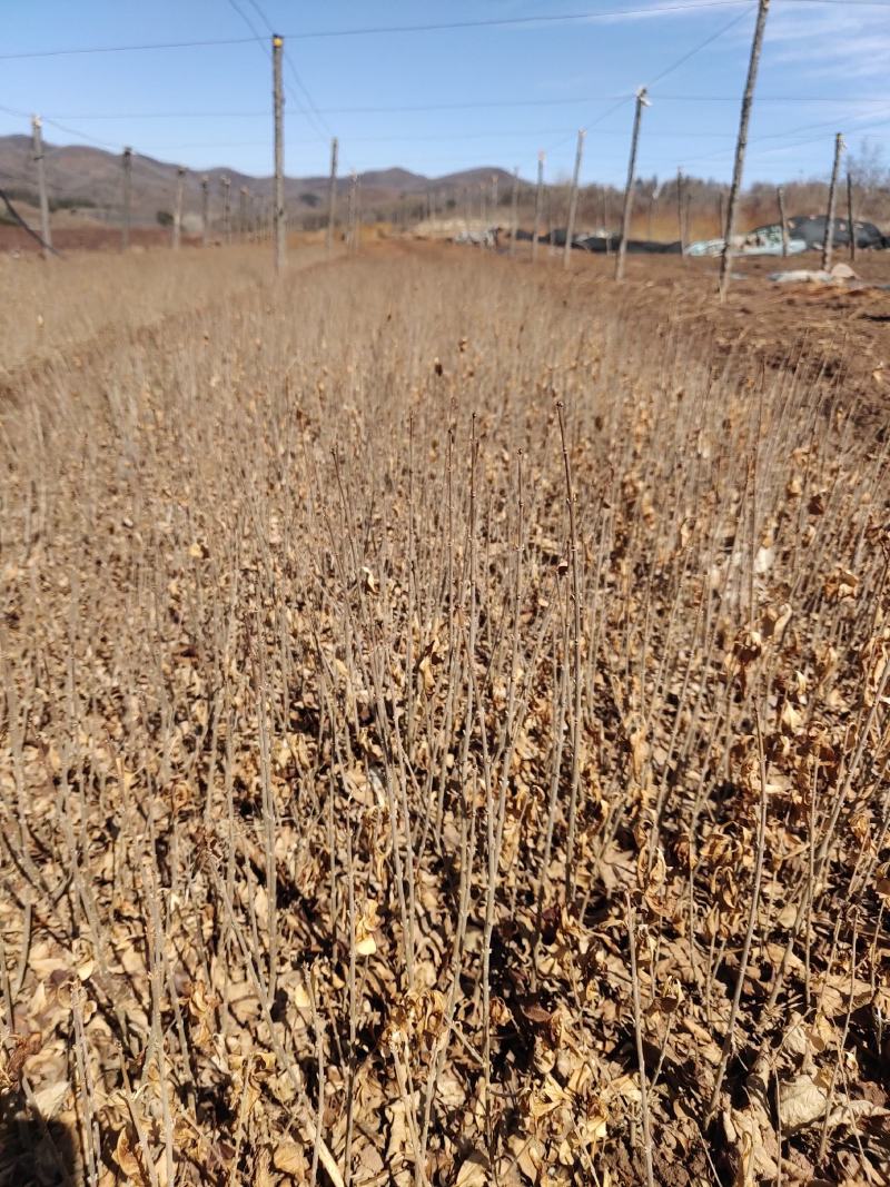 金叶水腊紫叶水腊扦插苗水蜡杯苗工程用夹植水腊