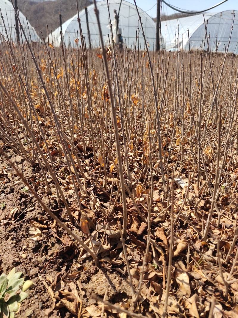 金叶水腊紫叶水腊扦插苗水蜡杯苗工程用夹植水腊