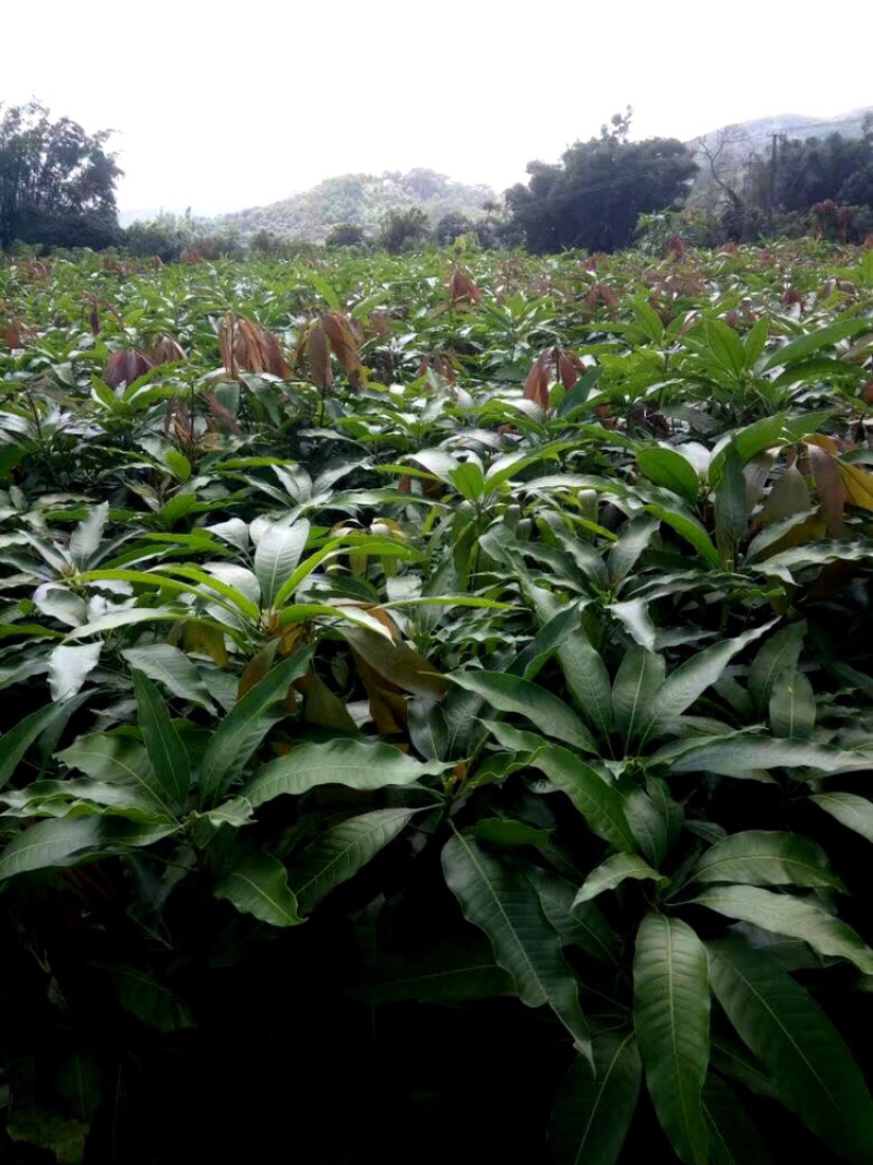 台农、桂七、金煌、贵妃、等嫁接芒果品种（裸根苗杯苗）