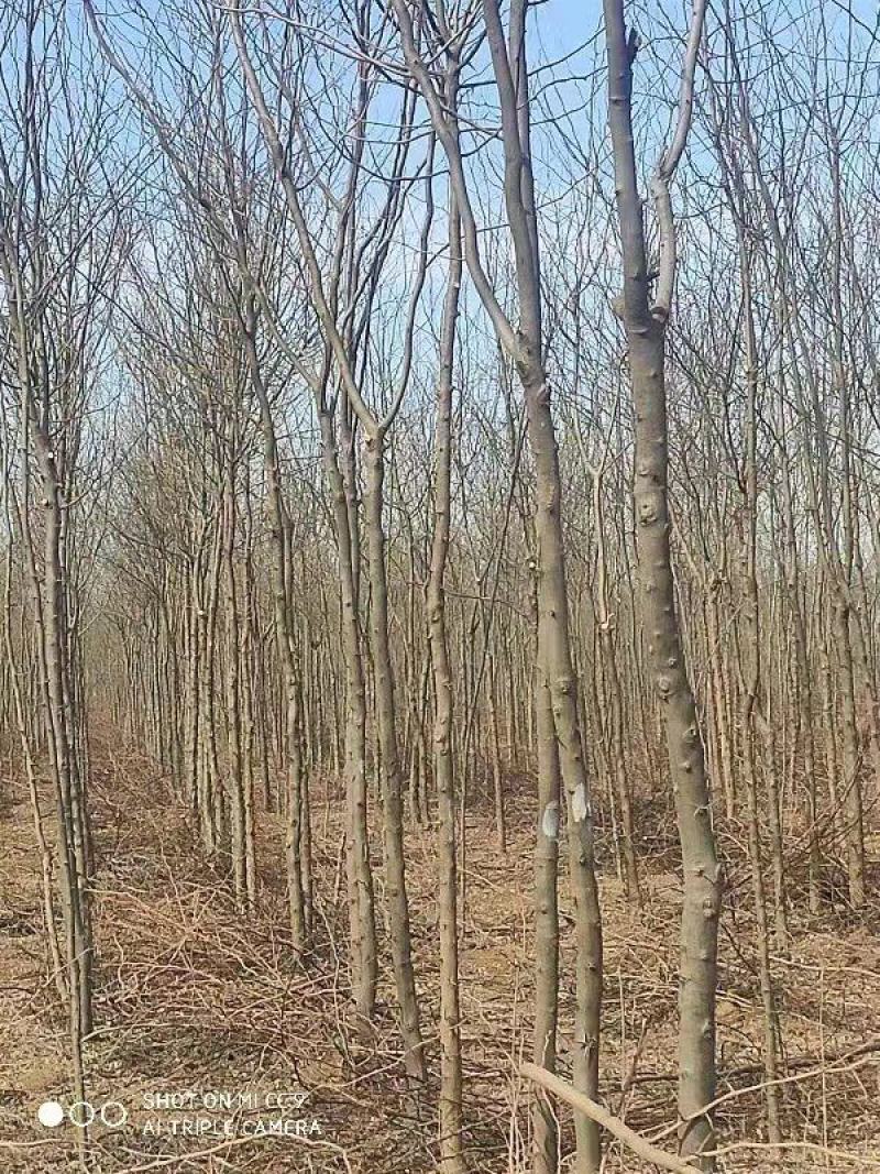 大量供应各种规格皂角树