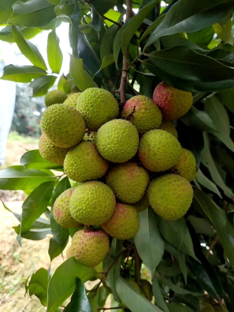 妃子笑无核桂味驳枝苗直生苗征地苗.等嫁接品种荔枝苗