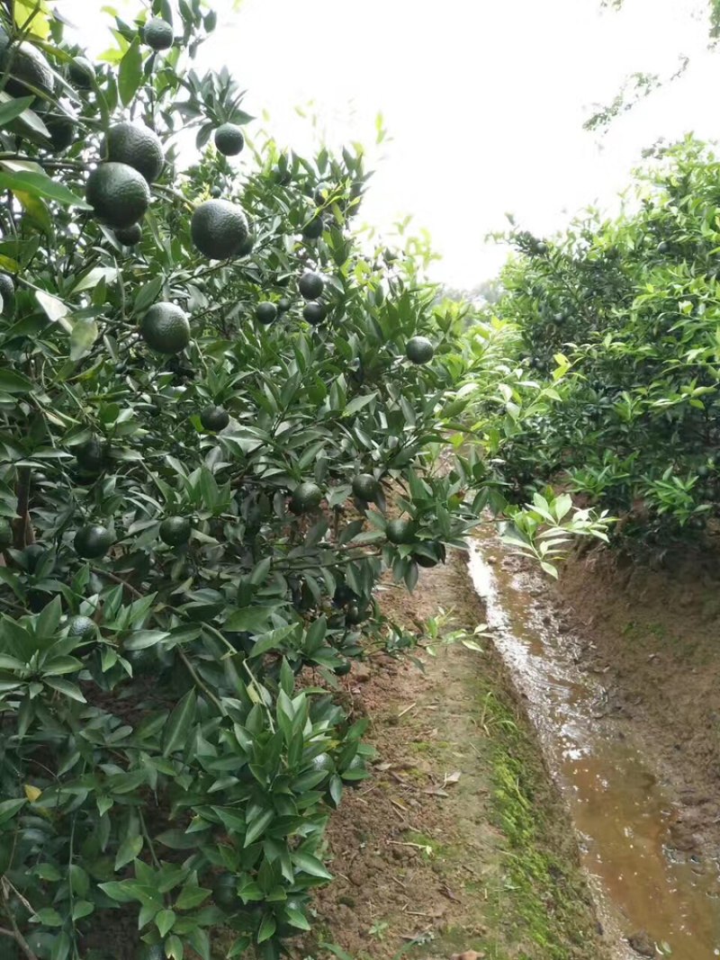 陈皮柑新会柑茶枝柑小青柑柠檬嫁接优质品种果苗