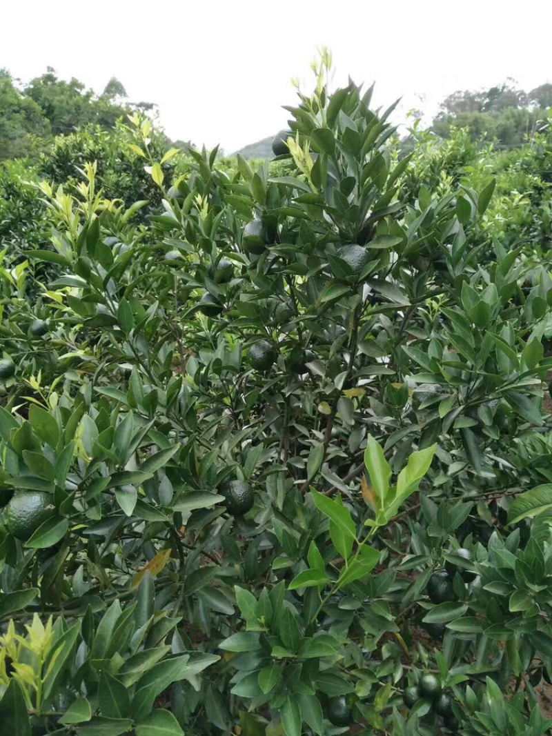 陈皮柑新会柑茶枝柑小青柑柠檬嫁接优质品种果苗