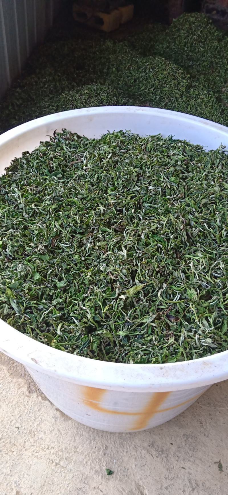 广西西林县黄子山白毫茶厂家直销恒温长期保存