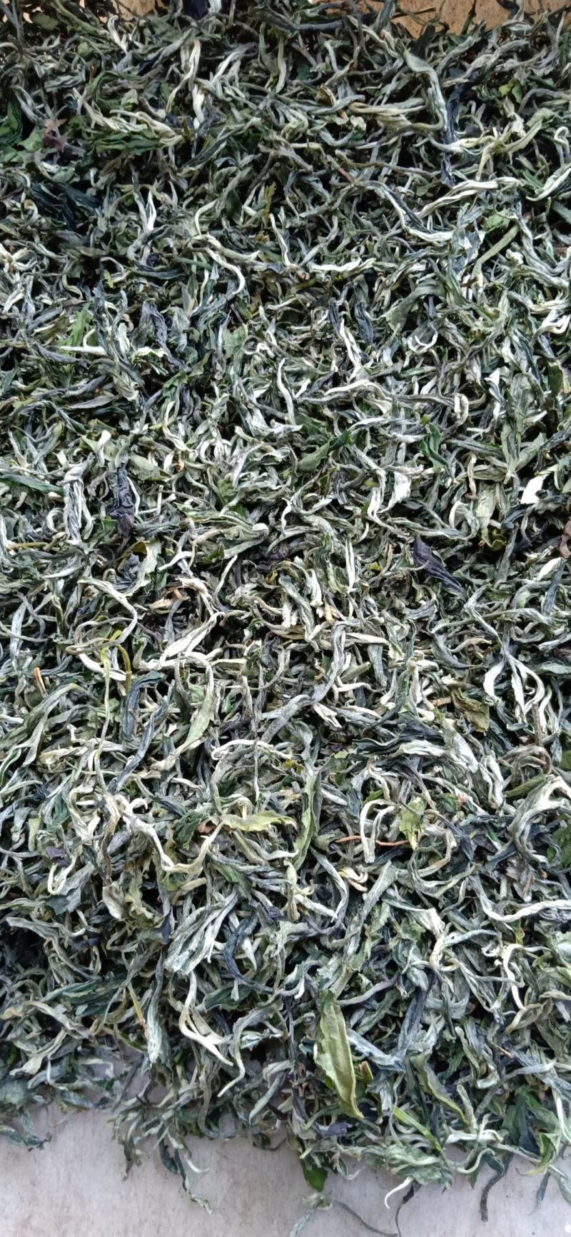 广西西林县黄子山白毫茶厂家直销恒温长期保存
