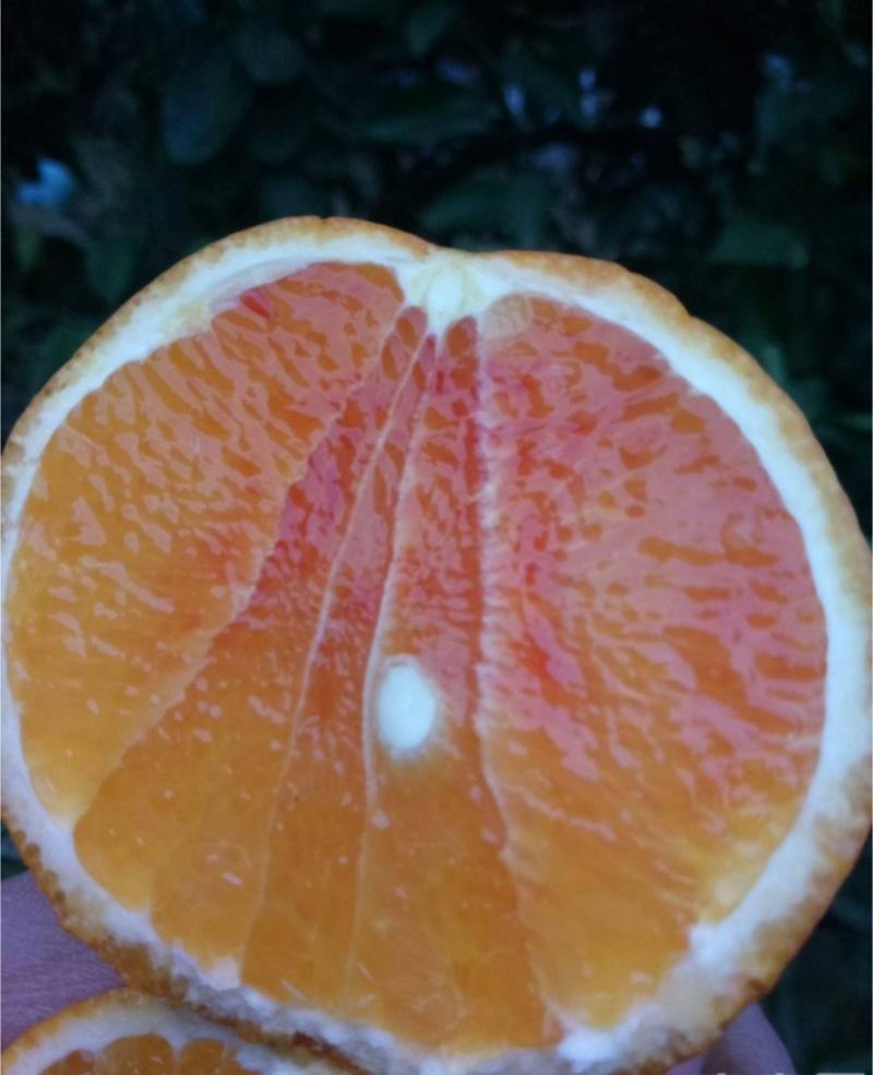 湖北秭归血橙果肉细腻水分充足口感甜一手货源看视频看货