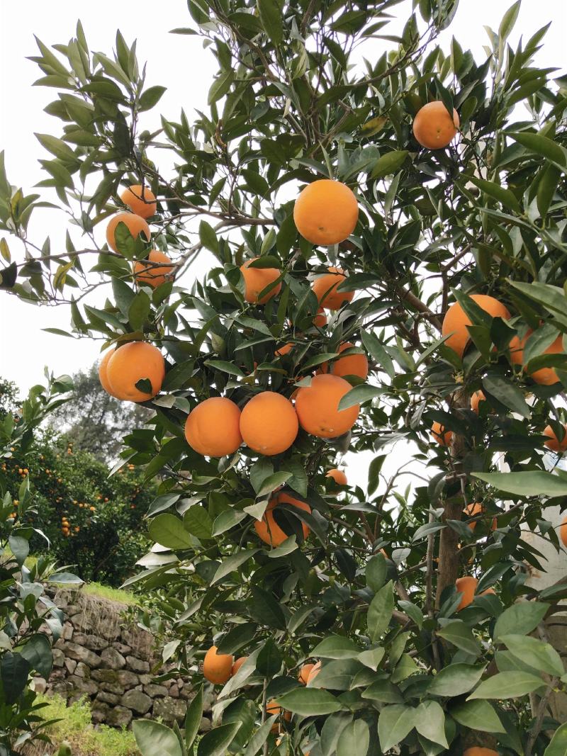湖北秭归血橙果肉细腻水分充足口感甜一手货源看视频看货