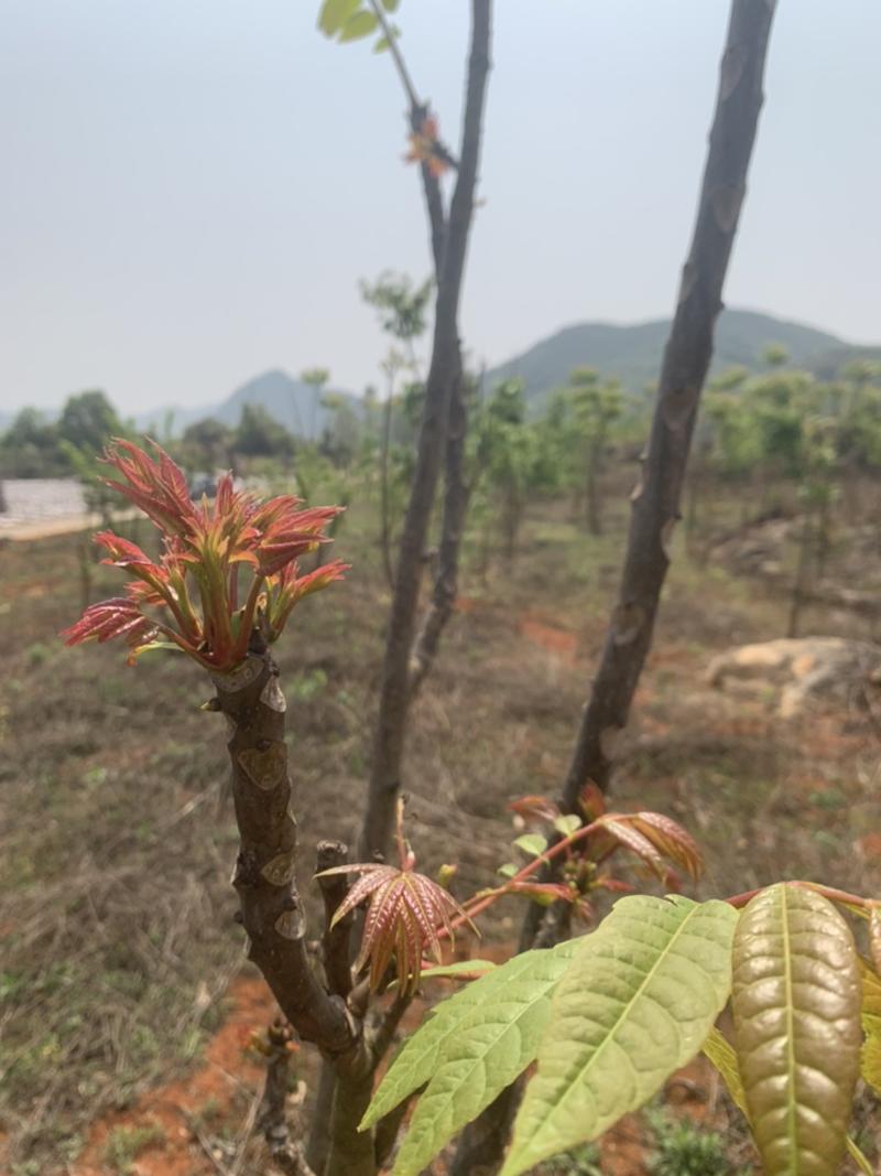 云南香椿芽新鲜3斤当天现摘头茬