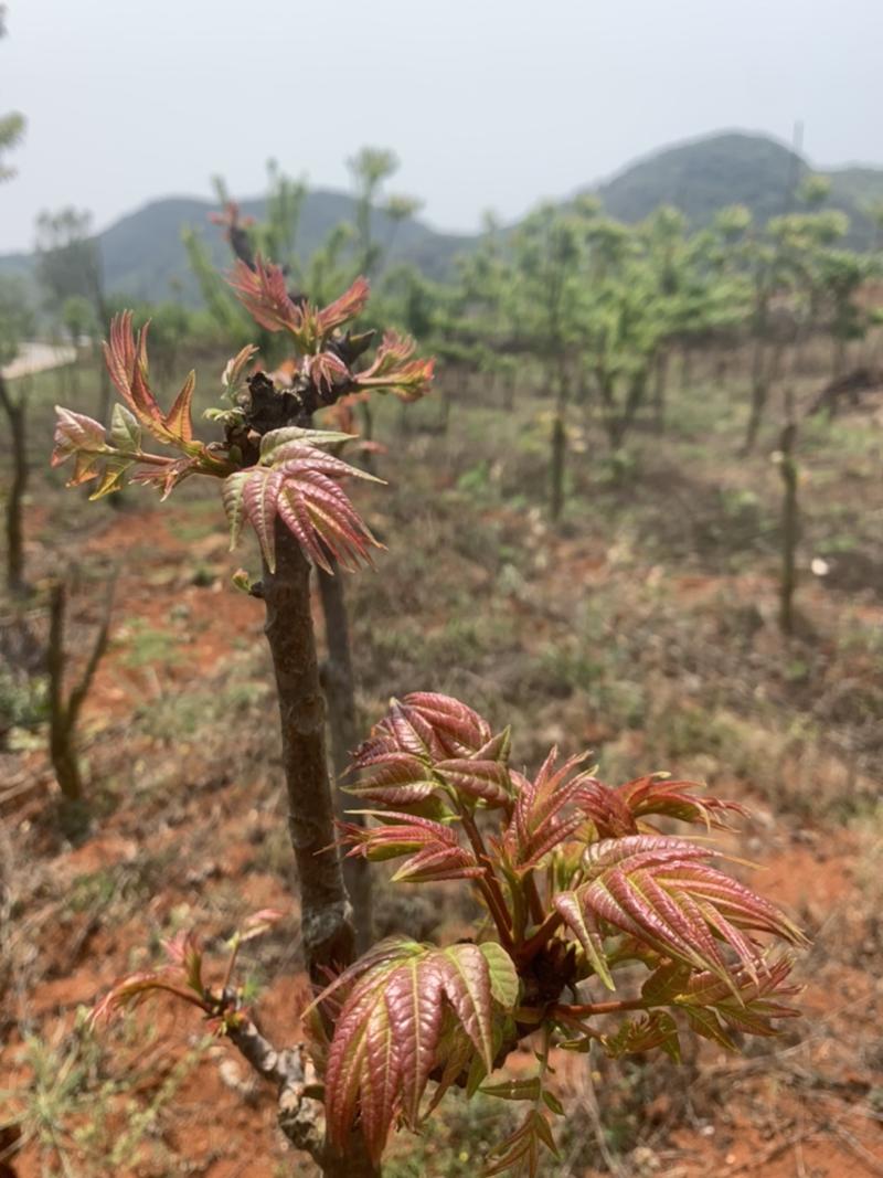 云南香椿芽新鲜3斤当天现摘头茬